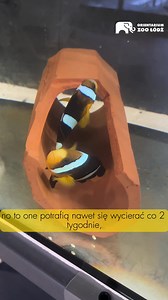 50K views · 389 reactions | U sławnego Nemo to kobitka dominuje :) Patryk opowiada o rozmnażaniu błazenków | ZOO Łódź | Facebook