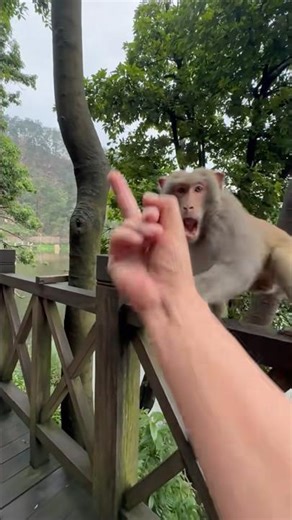 **Title:** Monkey's Savage Middle Finger Flip-Off! 🐒🖕