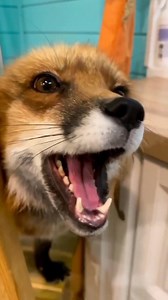 1.8K views · 377 reactions | Fox Lovers on Reels | Facebook