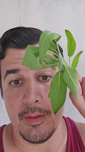 1.2K views · 99 reactions | Salvia e seu Grande poder! Salvia Officinalis #axé #axe #orixá #orixás #xangô #iansã #ogum #ogunhe #kaokabecile #exu #pombagira #iemanja #oxala #oxumare #oxum #ossain #omulu #obaluae #obá #oxossi #exú #gira #ogan #curimba #atabaque #olorun #zambi #kaokabecile #ewa #defumação #calunga | Couros de Aruanda | Facebook