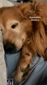 True or false? ☺️ #rainershinegoldens | Rainershine Golden Retrievers
