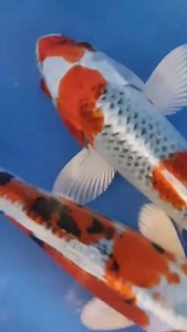 2K views · 37 reactions | Combo các bé xinh xắn cho ngày đầu tuần Giá Combo : 8tr1 giảm còn 5tr4 . Sold out | Ruby Koi Farm - Cá chép Nhật | Facebook