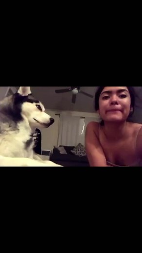 Huskyflashpaws on TikTok
