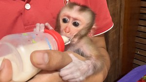 9.8K views · 430 reactions | Dad Feed Milk To Newborn Baby Of Member Lion Family | Baby Lion | Facebook