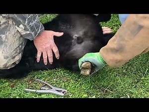 Learning how to band a calf