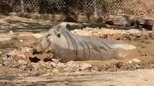 Happy #nationalpigday! Meet three-year-old warthogs Astrid and Zoya! Astrid loves people and food, while Zoya takes a little longer to warm up to people. They love any enrichment item that can be rolled on the ground and has food in it! 📷: Senior Keeper Hoofstock Paige | Phoenix Zoo