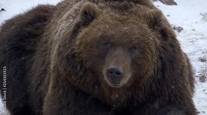 Kamchatka brown bear (Ursus arctos beringianus) resting in snow