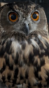 3.2K views · 93 reactions | This is Phantom, our Eurasian eagle-owl, and yes, his eyes are that intense! 黎 With vision built for night hunting and a glare that says “don’t test me,” he's one of the largest owls in the world! Catch his golden eyes IRL. Just don’t stare too long… he will win the staring contest.  : @raptor_char | Zoo Miami | Facebook