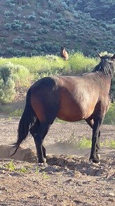 Watching the bachelor boys play… | Wild Horse Connection
