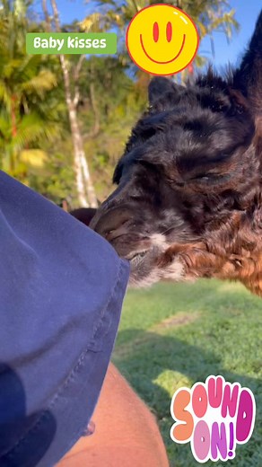 Listen to the baby kisses from our young Cria 🤣 #babindarainforestfarm | Babinda Rainforest Farm