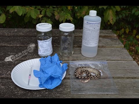 Preserving and Keeping Dead Snakes!