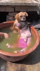 3.4K views · 24 reactions | A Pup & A Piglet Take A Bath | Buzztime | Facebook