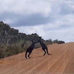 Never forget how dangerous kangaroos can be! 😲 | Only In Australia