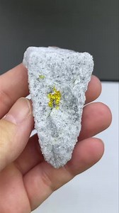 Gold from Homestake Mine (South Dakota, USA), size: 6.5 cm, price: $420 ( shipping fee). We ship worldwide. Please DM to claim or get more details - we can provide high quality video. To see more of our minerals visit www.SpiriferMinerals.com 11295 #spiriferminerals #spirifer #mineralcollecting #mineralspecimen #mineralcollection #rockhounding #rockhound #minerals #mineral #rocks #rock #fineminerals #mineralogy #geology #mineralsforsale #crystalsforsale #nevadaminerals #gold #goldrush #goldcryst