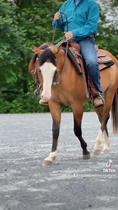 Bringing along a young horse? Then pay attention to our page as Michael shows how he brings along his young stud he has recently started undersaddle. Introducing you guys to Maverick. Our young stallion by Guns R For Shootin out of a Hollywood Dun It bred mare. | Michael Lyons Horsemanship