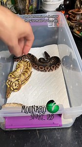 99K views · 1.3K reactions | Determining whether these baby snakes are male or female! #reels #snake #reptiles #animals #fblifestyle | The Molinaro Snake Lab | Facebook