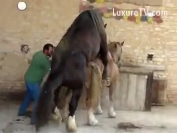 Horse semen collection