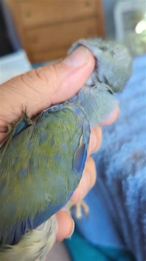2.3K views · 58 reactions | Violet Turquoise Indian Ringneck Parrot | Daybird Aviaries | Facebook