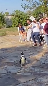 273K views · 3.9K reactions | I need a ring penguin rather than a ringbearer 藍 | Furry Tails | Facebook