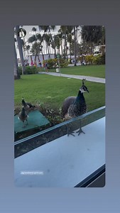 Grand Bávaro Princess on Reels | Facebook