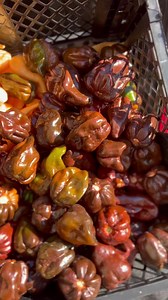 Did someone say… chocolate Habanero?!?! 🌶🔥🌶🔥🌶 #pepperporn #habaneropeppers #habanero #hotpeppers #gindos #hotsauce #haveaspicyday #spiceoflife #stayspicy | Gindo's Spice of Life