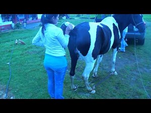 Inseminacion Artificial Yegua Pinta
