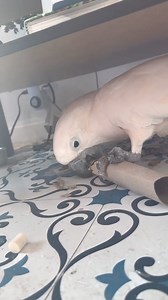 4K views · 209 reactions | Misha is at it again! 列 In our three seasons room, my curious Moluccan cockatoo, Misha, found some dried rose leaves under the coffee table. You won't believe how much fun he had shredding them! Meanwhile, Sara is in the background, making sure we all know she wants to join in. Life with these birds is never boring! Check out the clip of Misha’s latest adventure and share your stories of pet discoveries below! | The Birdy Babe | Facebook
