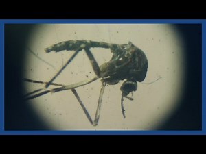 Zika virus: what you need to know | Guardian Explainers