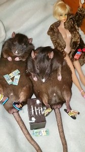 36K views · 313 reactions | Gabber Meeting on Reels | Facebook