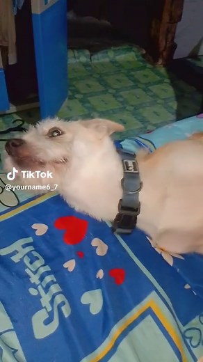 Adorable Puppy Moments That Melt Hearts