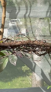 Sarah Ross-Thompson Artist/Printmaker on Reels