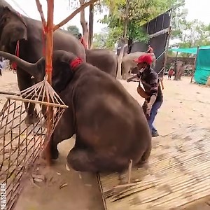 Baby elephant's hilarious bench breakage | Relate Again