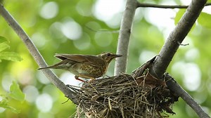11K views · 917 reactions | Siberian thrush nesting (Geokichla sibirica) | BIRDS & Nature | Facebook