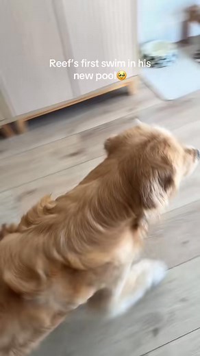 first swim✨🤍 #reefthegolden #goldenlife #goldenretriever | Reef the golden