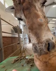 When you’ve spent hours baking up a storm, and the kids eat it all in seconds! 😂 🤤 😋 🎂 🦒 🙄 #standard #relatable | Folly Farm Adventure Park & Zoo