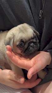 4.5K views · 139 reactions | So cute Cre: pugsandnails | Pug Overload | Facebook