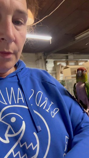 Meet Mickey, a 6 year old nanday/jenday conure hybrid. He will need to be an only bird, and for you to keep the naked bird jokes down to the week of Thanksgiving only. #conures #birdpower #parrotrescue #nakedbirds | Birds and Beaks Rescue and Rehab