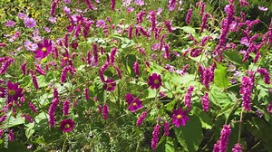 Video „Persicaria orientalis is a species of flowering plant in the family Polygonaceae, known as kiss-me-over-the-garden-gate and princess-feather. It was first described by Carl Linnaeus in 1753.“ ze služby Stock