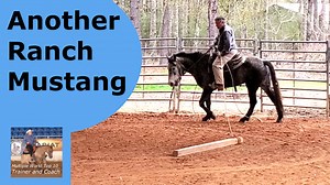 Another BLM Mustang getting broke. | Tim Anderson Horse Training