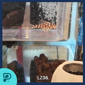 1.4K views · 42 reactions | HAVE YOU EVEN SEEN A MORE BEAUTIFUL L236 BASIC?! It’s extremely unusual to see such an intricate pattern on a baby fish. Typically, you can see these pattern on adult L236s. This fry, on the other hand, is only 3 month old. What a beauty! DM us if you want to rehome her for your aquarium! | Pleco Ceramics | Facebook