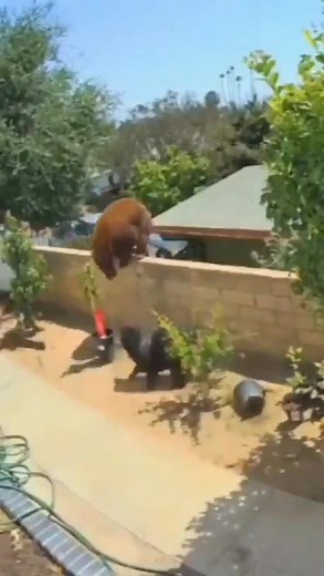 Two momma bears protecting their cubs😊😊 #bear #Viral #shocking | Sushma Mhadguut