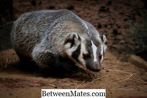 Badger ve Wolverine arasındaki fark - Diğerleri 2026