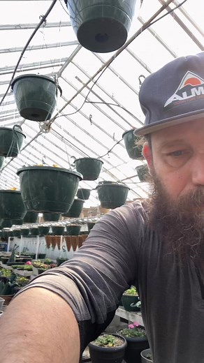 Hanging pouches for the win!!! #Wisconsin #greenhouse #plants #winning | Ras Germanator
