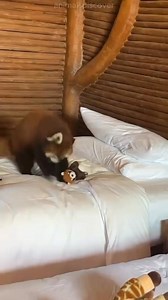 The Panda that isn’t a Panda #redpanda #AnimalFacts | Featheredsoul