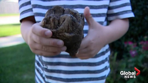 6-year-old Michigan boy finds rare Mastodon tooth