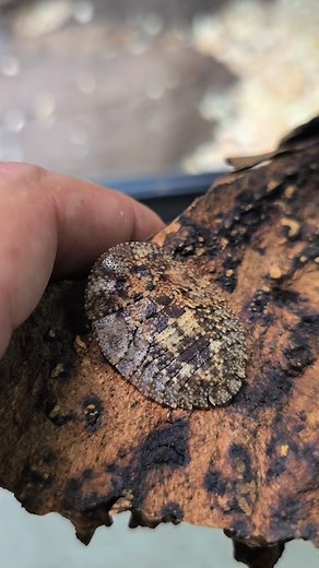 Fissured Bark Roach Schizopilia fissicollis #insects #isopods #insectsofinstagram #assassinbug #millipedes #isopod #bugs #assassinbugs #insectlovers #scorpions #millipedesofinstagram #scorpion #wildlife #insectlicious #rare #roaches #roach #millipede #forestfaunallc #insectcollection #insectcollector #worms #velvetworms #scorpionsofinstagram #beetlebreeder #arachnids #isopodsofinstagram #beetles #scorpionkeeper #beetlesofinstagram | Forest Fauna LLC