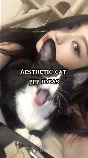Aesthetic cat pfp ideas #aesthetic #fypシ゚viral #fypシ #pinterest #music #kpop #cats #anime #cute