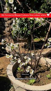 2.9K views · 34 reactions | #cydonia #white #landscapes #lawn #plants #flowers #flowerlovers #FlowerPower #flowershop #flowerstagram #ramadankareem #mirpur_ajk #uk #uae #america #islamabad #dhalahore #dhakarachi #lahoreshopping #karachishopping #saudiarabia #Dubai #france #italy | پھول پودے درخت اور نرسریاں | Facebook