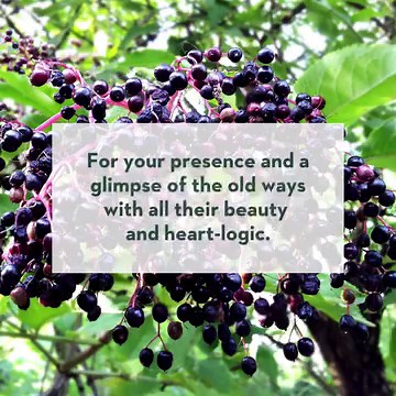 Arthur Dawson is a well-known local historian and passionate conservationist who has made a career of sharing his love of nature with others. Drawing from history, scientific research, and learnings from ancestral and Indigenous wisdom, Arthur weaves stories and poems of the abundance and resilience of the land — during the 2017 wildfire, his favorite elderberry tree burned down to its stub, but it's now back and thriving. Learn more about Arthur and his dedication to land preservation at https: