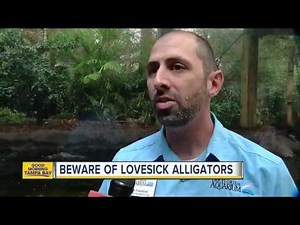 Beware of lovesick alligators, it's gator mating season